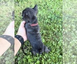 Puppy Puppy 4 French Bulldog