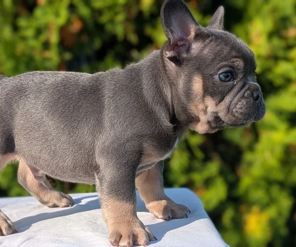 Medium Photo #31 French Bulldog Puppy For Sale in GOSHEN, IN, USA