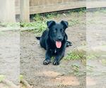 ASTROPHEL - Male Australian Shepherd-Unknown Mix Dog for Adoption - Small photo