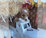 Image preview for Ad Listing. Nickname: Litter of 3