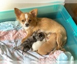 Small Photo #2 Chihuahua Puppy For Sale in MARCUS, IA, USA