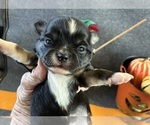 AKC Renault - Male Chihuahua Puppy for Sale - Photo #2