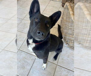 Gerberian Shepsky Dogs for adoption in Stockton, CA, USA