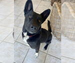 Small Gerberian Shepsky