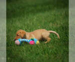Small Photo #6 Labrador Retriever Puppy For Sale in FRESNO, OH, USA
