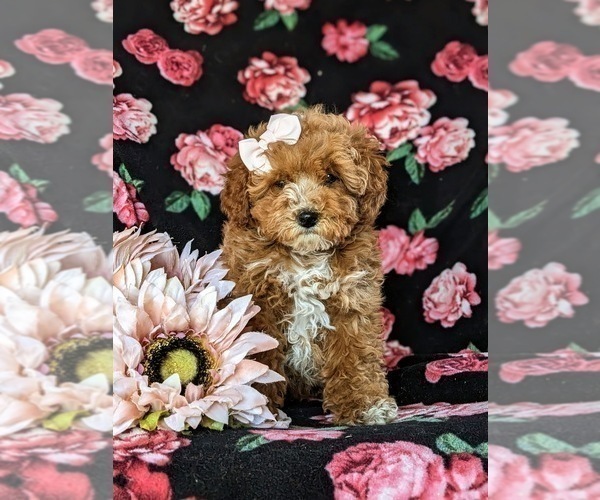 Medium Photo #7 Poodle (Miniature) Puppy For Sale in NOTTINGHAM, PA, USA