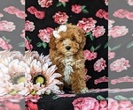 Small Photo #7 Poodle (Miniature) Puppy For Sale in NOTTINGHAM, PA, USA