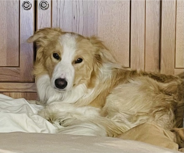 Medium Photo #6 Border Collie Puppy For Sale in WINCHESTER, CA, USA