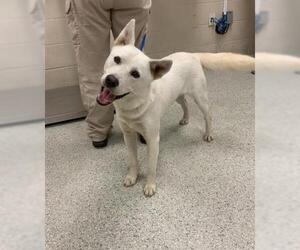 Siberian Husky-Unknown Mix Dogs for adoption in Conroe, TX, USA