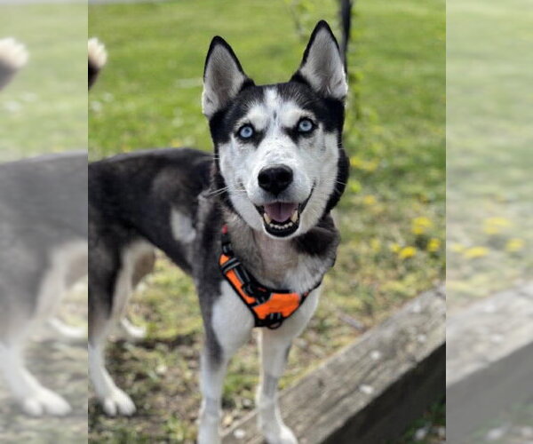 Medium Photo #1 Siberian Husky Puppy For Sale in Matawan, NJ, USA