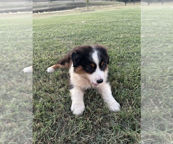 Medium Photo #3 Australian Shepherd Puppy For Sale in ADA, OK, USA