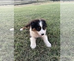 Small #2 Australian Shepherd