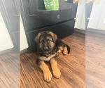 Small Photo #5 German Shepherd Dog Puppy For Sale in THORNTON, CO, USA