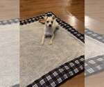 Small #1 Chihuahua Mix