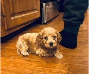 Cock-A-Poo Puppy for sale in NEW PARIS, IN, USA