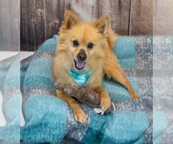 Medium Photo #3 Pomeranian-Unknown Mix Puppy For Sale in Kennesaw, GA, USA