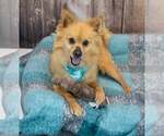 Small #2 Pomeranian Mix