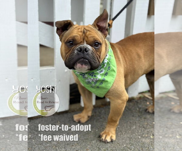 Medium Photo #3 American Bulldog-French Bulldog Mix Puppy For Sale in Benton, LA, USA