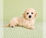 Small #1 Bichon Frise