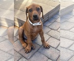 Puppy Purple Collar Rhodesian Ridgeback