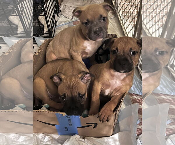 Medium Photo #38 Boxer-Unknown Mix Puppy For Sale in Holly Springs, NC, USA