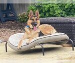 Small Photo #3 German Shepherd Dog-Unknown Mix Puppy For Sale in Katy, TX, USA