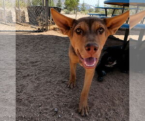 Skywalker - Male Australian Kelpie Dog for Adoption - Photo #4