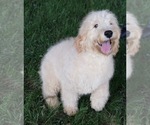 Small Photo #5 Goldendoodle (Miniature) Puppy For Sale in NAPPANEE, IN, USA