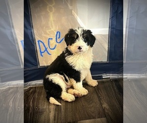 Bernedoodle Puppy for sale in NORTH VERNON, IN, USA