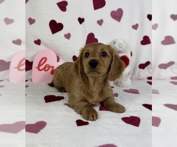 Medium Photo #3 Dachshund Puppy For Sale in FRANKLIN, IN, USA