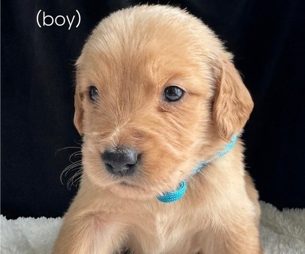 Medium Photo #4 Golden Retriever Puppy For Sale in OVIEDO, FL, USA