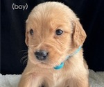 Puppy 3 Golden Retriever