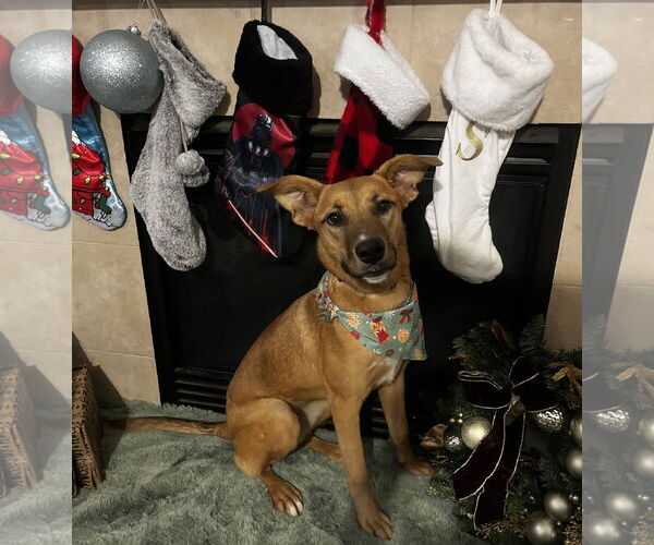 Medium Photo #3 Australian Kelpie-Unknown Mix Puppy For Sale in HOUSTON, TX, USA