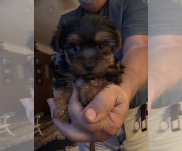Medium Photo #1 Yorkshire Terrier Puppy For Sale in AUSTELL, GA, USA
