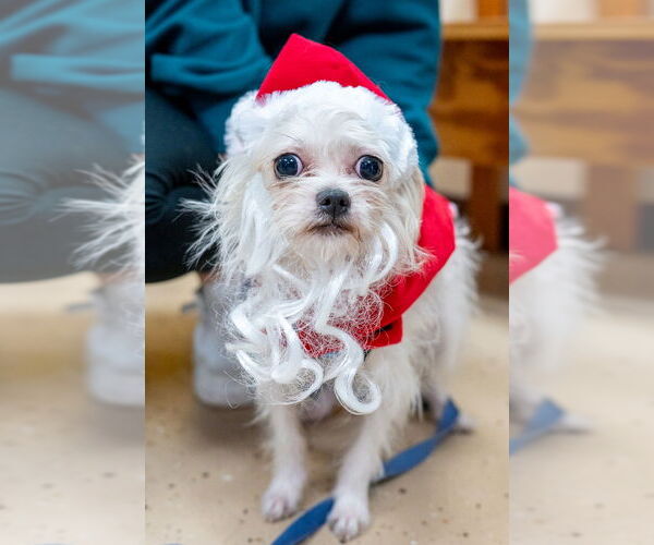 Medium Photo #2 Maltese-Unknown Mix Puppy For Sale in Mundelein, IL, USA