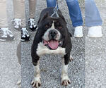 Small Photo #1 Alapaha Blue Blood Bulldog Puppy For Sale in HUDSON, NH, USA