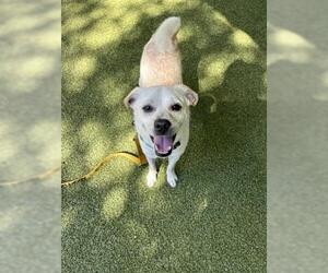 KYLE - Male Chug Dog for Adoption - Photo #2