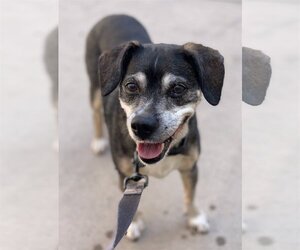 Beagle-Chihuahua Mix Dogs for adoption in  Ramona, CA, USA