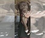 Small #1 Chocolate Labrador retriever Mix