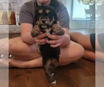 Small Photo #2 Aussiedoodle Puppy For Sale in CATAWBA, SC, USA