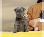 Small #8 Cane Corso