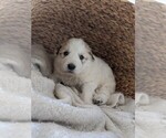 Small Photo #7 Great Pyrenees Puppy For Sale in FALCON, CO, USA