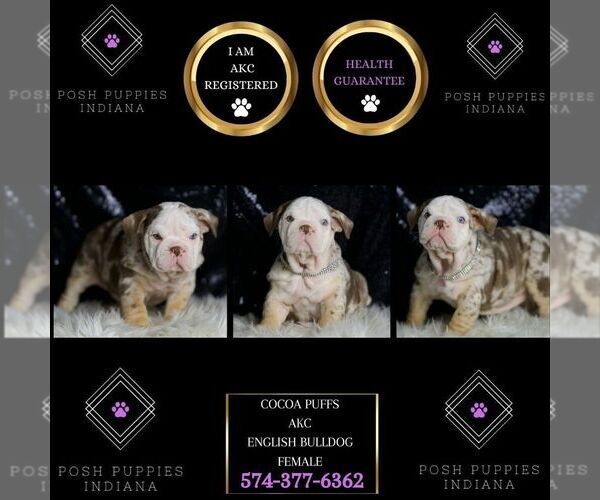 Medium Photo #8 English Bulldog Puppy For Sale in WARSAW, IN, USA
