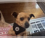 Small #3 Chihuahua