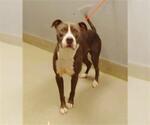 Small American Pit Bull Terrier Mix