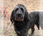 Small Poodle (Miniature) Mix