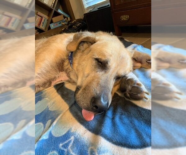 Medium Photo #3 Great Pyrenees-Unknown Mix Puppy For Sale in Boonton, NJ, USA