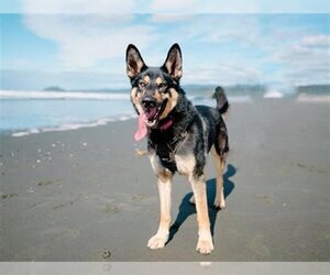 German Shepherd Dog-Siberian Husky Mix Dogs for adoption in McKinleyville, CA, USA