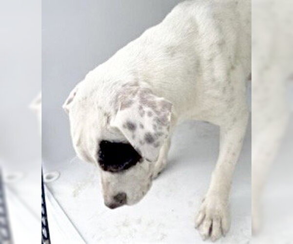 Medium Photo #2 Mutt Puppy For Sale in Houston, TX, USA