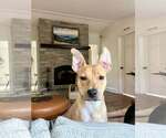 Small #1 Mutt